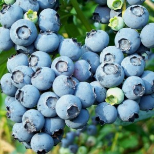 Саженец черники Блюкроп (Bluecrop)