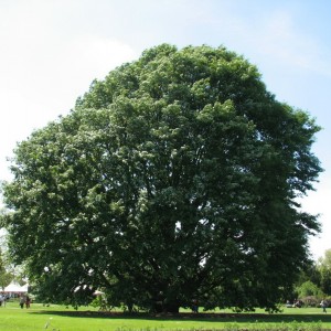 Саженец дуба Каштанолистного 100-150 см