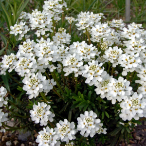 Саженец ибериса вечнозеленого Снежинка