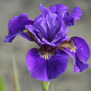 Луковица ириса  сибирского Рафелд Вельвет (Ruffled Velvet)