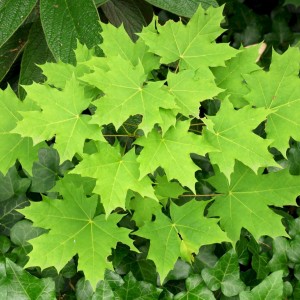 Сеянец клёна Остролистного (до 20 см)