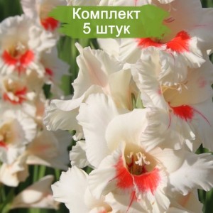 Луковицы гладиолуса Бамбино Кэнди Бар (Candy Bar) -  комплект 5 шт.