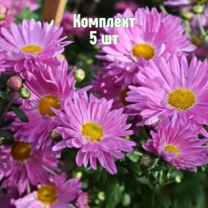 Комплект 5шт / Хризантема Звезда Подмосковья