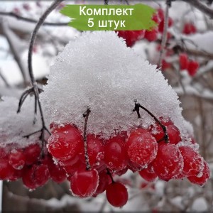 Саженцы калины обыкновенной -  комплект 5 шт.
