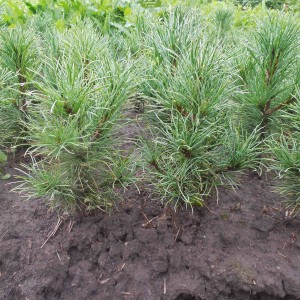 Саженцы кедра Сибирского до 20 см -  комплект 5 шт.