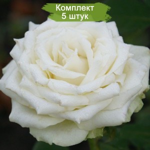 Саженцы чайно-гибридной розы Эдвин (Edwin) -  комплект 5 шт.