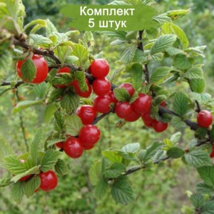 Саженцы вишни войлочная Алиса -  комплект 5 шт.