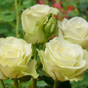 Саженец чайно-гибридной розы Лавли Грин (Lovely Green)