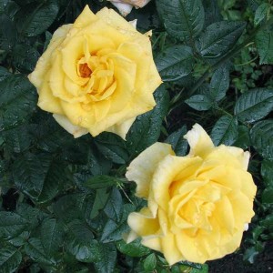 Саженец чайно-гибридной розы Мабелла (Mabella)