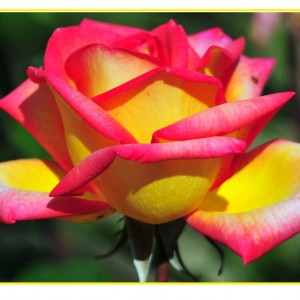 Саженец чайно-гибридной розы Солидор-2 (Solidor - 2)