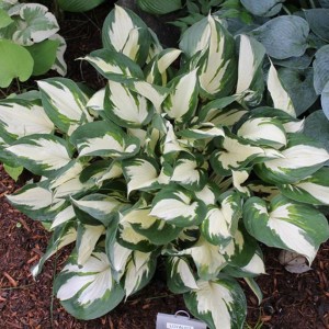 Саженец хосты Лоялист (loyalist)