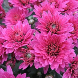 Саженец хризантемы мультифлора Брандевил (Brandrim) сиреневая