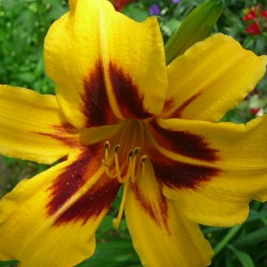 Саженец лилейника Бонанза (Bonanza )