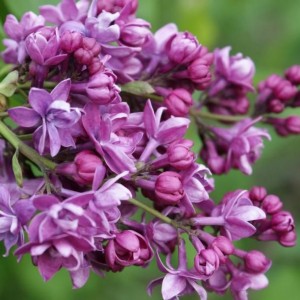 Сеянец Сирень Adelaide Dunbar