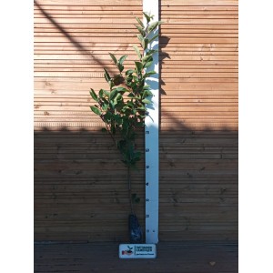 Саженец Яблони в ассортименте